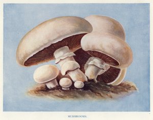Guide du cultivateur de légumes : Champignons - English School