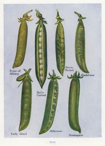 Guide du cultivateur de légumes : Pois (lithographie en couleur) - English School