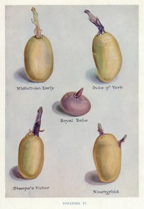Guide du cultivateur de légumes : Pommes de terre - English School