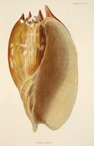 Veluta Georgina, de The Mollusca and Radiata, pub. 1833 - English School