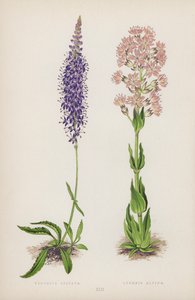 Veronica Spicata; Lychnis Alpina - English School