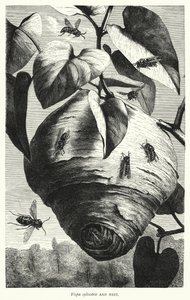 Vespa sylvestris et Nid - English School