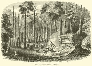 Vue dans une forêt canadienne - English School