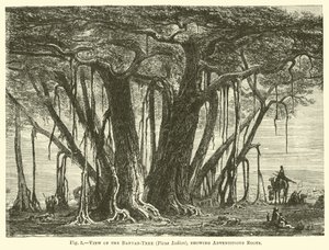 Vue du banian (Ficus Indica), montrant les racines adventives - English School
