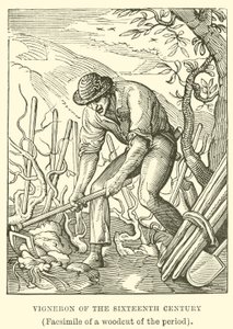 Vigneron du seizième siècle - English School