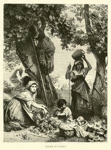 Vendanges en Toscane - English School