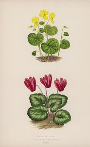 Viola Biflora; Cyclamen Repandum - English School