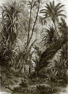 Forêt vierge à Kar-Nikobar (Océan Indien) - English School