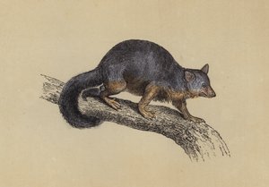 Phalanger renard