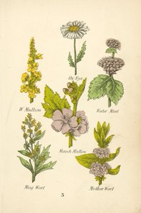 W Mullien, Œil de bœuf, Menthe aquatique, Guimauve, Armoise, Herbe à mère - English School