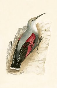 Tichodrome échelette, illustration de 
