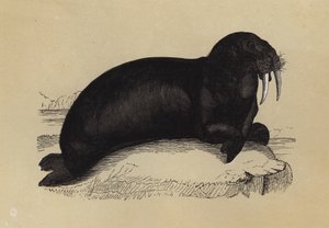 Morse (lithographie en couleur) - English School