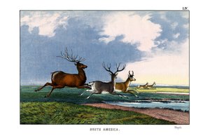 Wapiti - English School