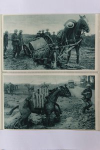 Chevaux de guerre s