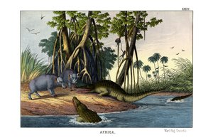 Phacochère