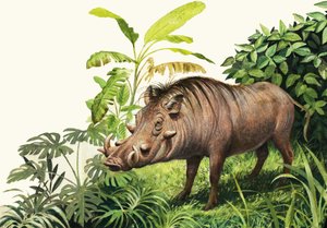 Warthog
