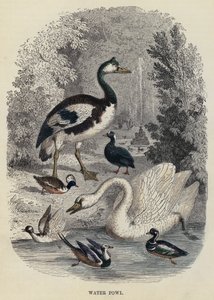 Oiseaux aquatiques (gravure) - English School