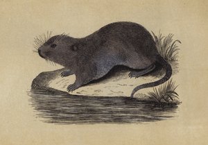 Rat d