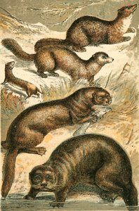 Belette, zibeline, martre, loutre et loutre de mer - English School