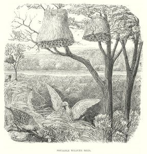 Oiseaux tisserands (gravure) - English School