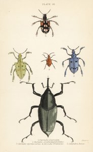 Charançons et coléoptères : Curculio latreillii 1, Curculio sexdecempunctatus 2, Trichaptus mutillarius 3, Pissodes castaneus 4 et Calandra heros 5