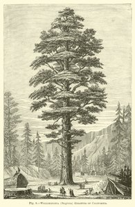 Wellingtonia (Sequoia) gigantea de Californie - English School