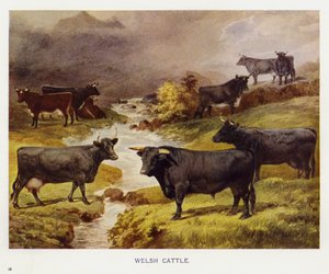 Bétail gallois