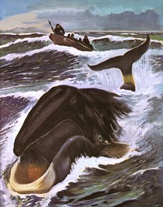 Chasse à la baleine - English School