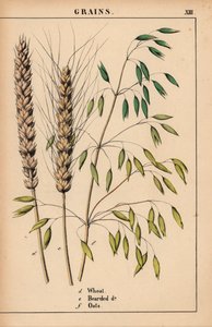 Blé, blé barbu et avoine, de "The Instructive Picturebook, or Lessons from the Vegetable World," [Charlotte Mary Yonge], Édimbourg - English School