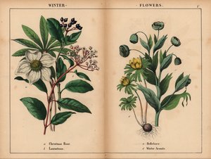 Rose de Noël blanche, laurustinus blanc, hellébore vert et aconit d