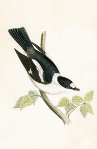 Gobemouche à collier blanc, illustration de 
