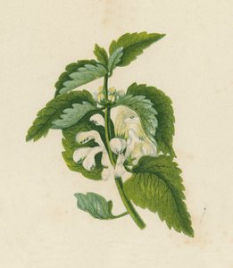 Lamier Blanc, Lamium Album - English School