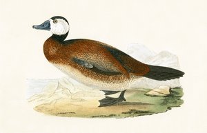 Canard à tête blanche, illustration de 