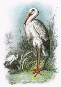 Cigogne blanche - English School