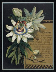 Fleur de la passion blanche, carte de vœux de Noël - English School