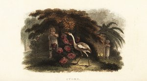 Cigogne blanche, Ciconia ciconia, jouant à cache-cache avec des enfants dans un jardin