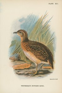 Outarde-quaille de Whitehead - English School