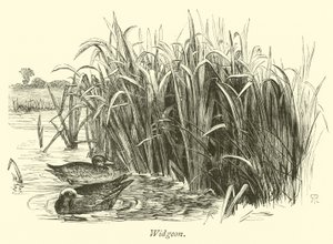 Canards siffleurs - English School