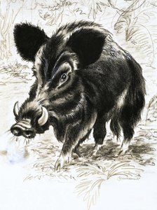 Sanglier - English School