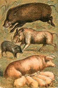 Sanglier, phacochère, pécari, truie et porcelets - English School