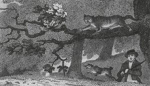 Chat sauvage - English School