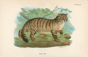 Chat Sauvage - English School