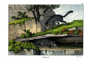 Chat sauvage - English School