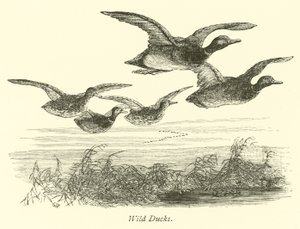 Canards sauvages - English School