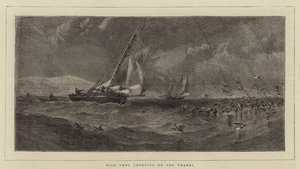 Chasse aux oiseaux sauvages sur la Tamise (gravure) - English School