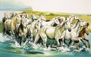 Chevaux sauvages de la Camargue, 1971