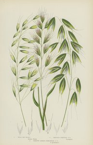 Avoine sauvage, Avoine à pointe de soie, Avoine vivace à feuilles étroites - English School