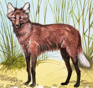 Chien sauvage