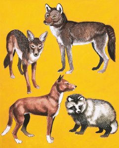 Montage de chiens sauvages - English School