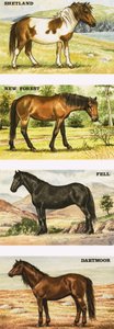 Poneys sauvages de Grande-Bretagne